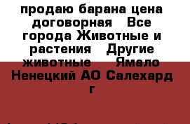 продаю барана цена договорная - Все города Животные и растения » Другие животные   . Ямало-Ненецкий АО,Салехард г.